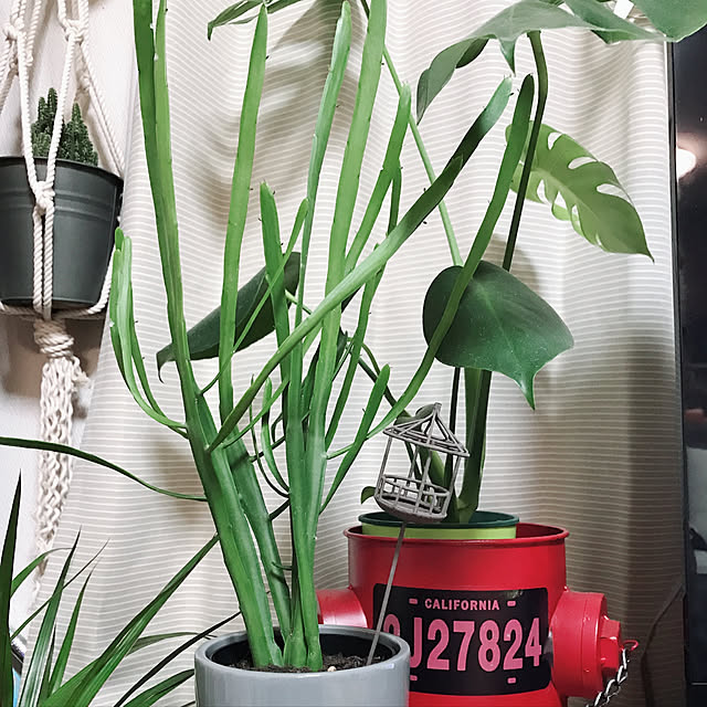 HANAさんの実例写真