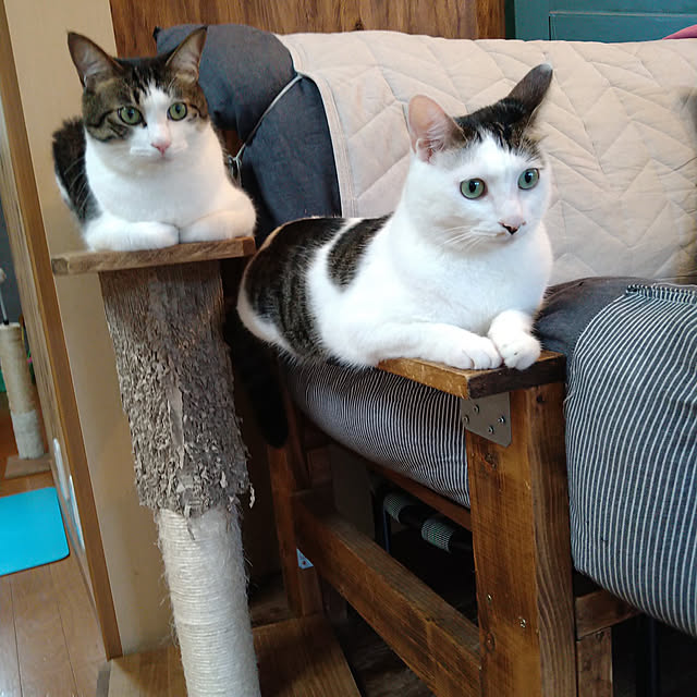 mikisunさんの実例写真