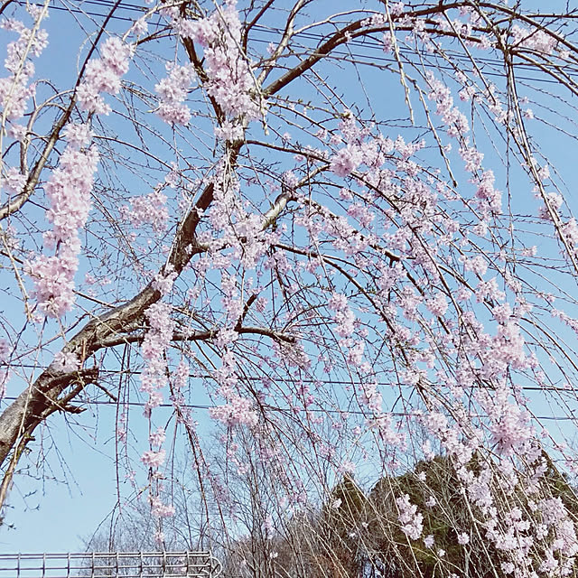 sakiさんの実例写真