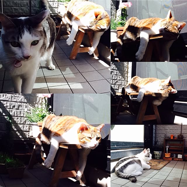 Mikaさんの実例写真