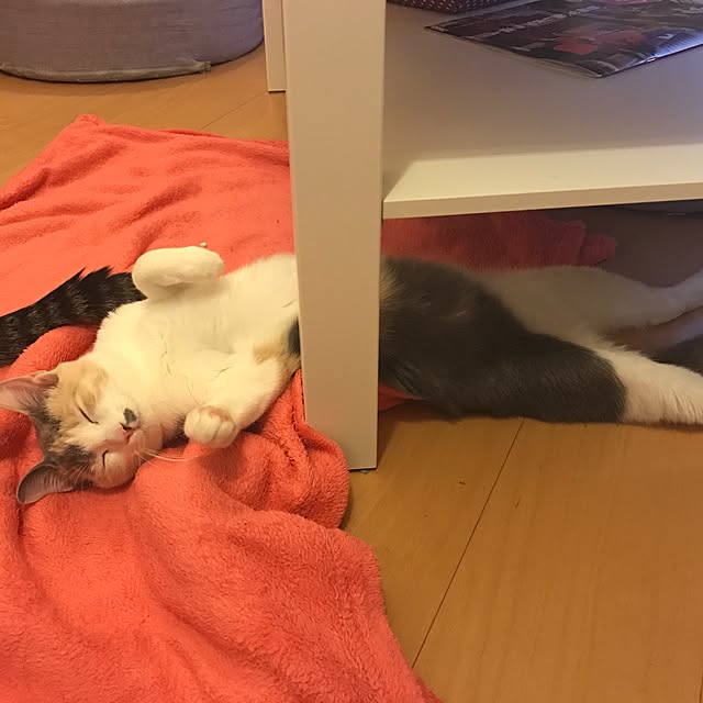 mi-mi-373さんの実例写真