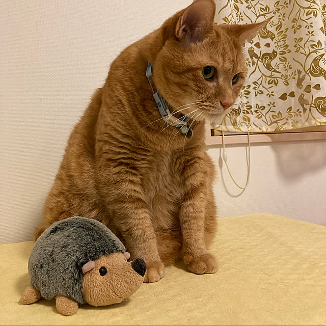 Gomaさんの実例写真
