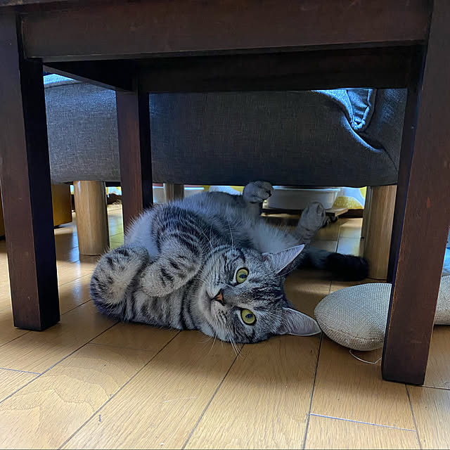 yuzuaoさんの実例写真