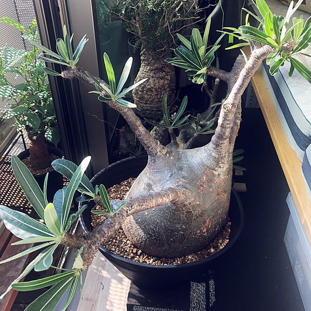 daigomsさんの実例写真