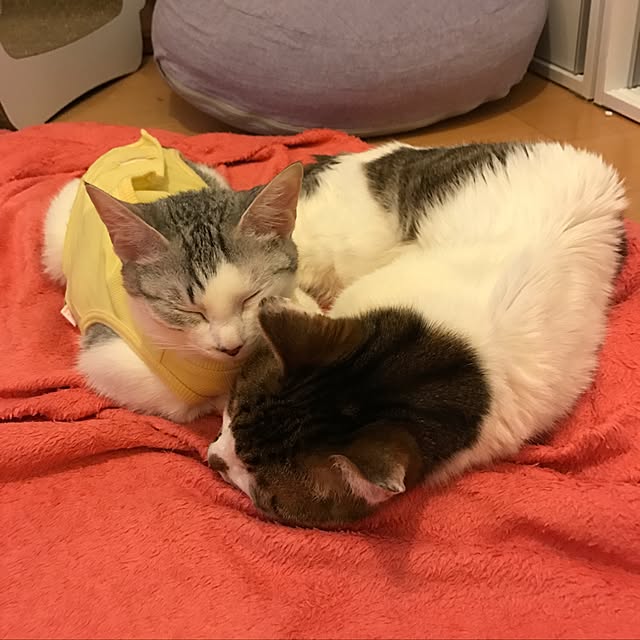 実例写真