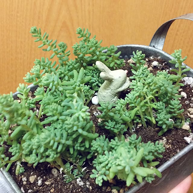 CHIROさんの実例写真