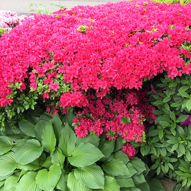 houenさんの部屋