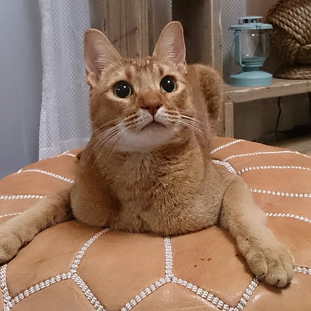 puuchan1004さんの実例写真