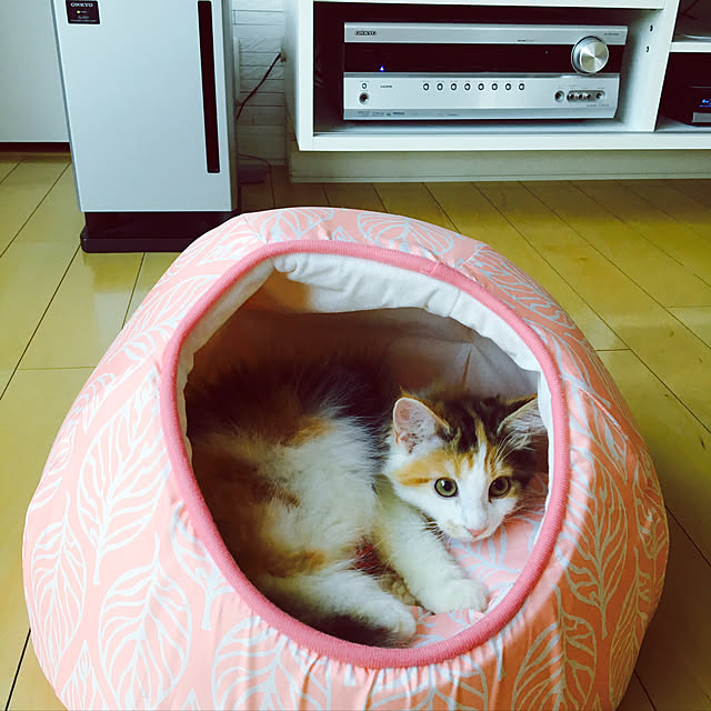 kiichigoさんの実例写真