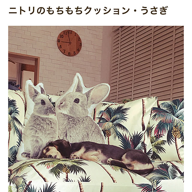 kiyomiさんの実例写真