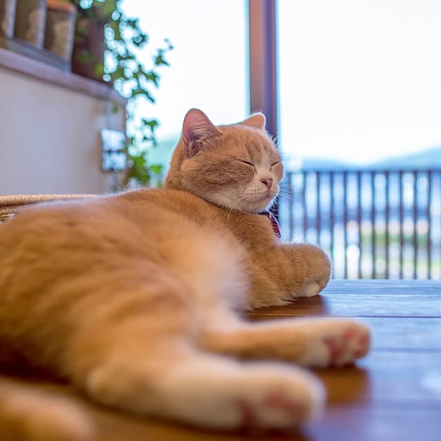 maruさんの実例写真