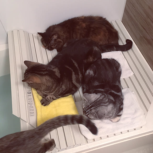 mikomaruさんの実例写真