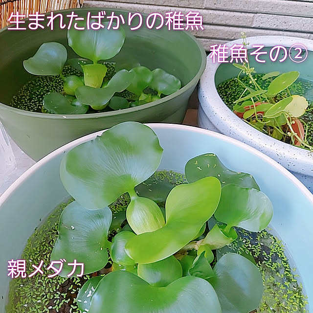 aikkoさんの実例写真