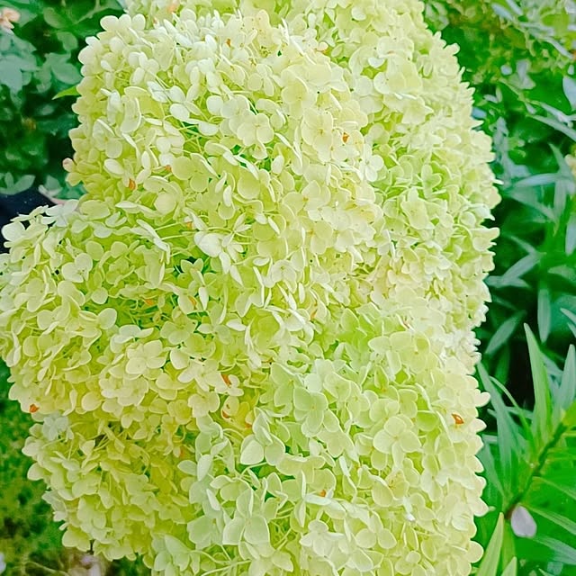 Hanakaさんの実例写真
