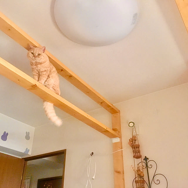 naokoさんの実例写真