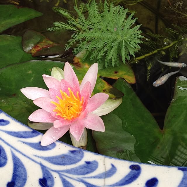botanさんの実例写真