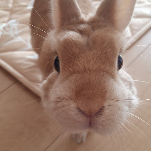 aiさんの実例写真