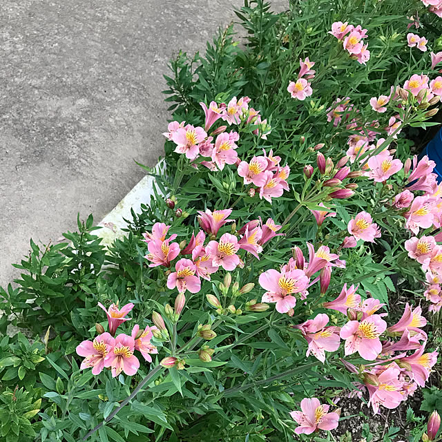 aoinokimiさんの実例写真