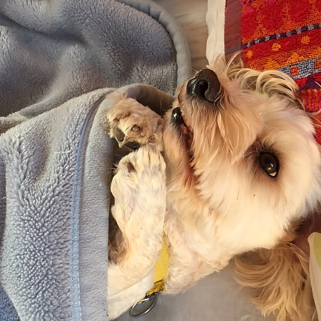 doramiさんの実例写真