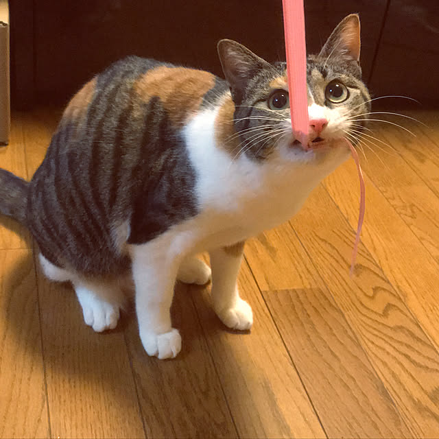 実例写真
