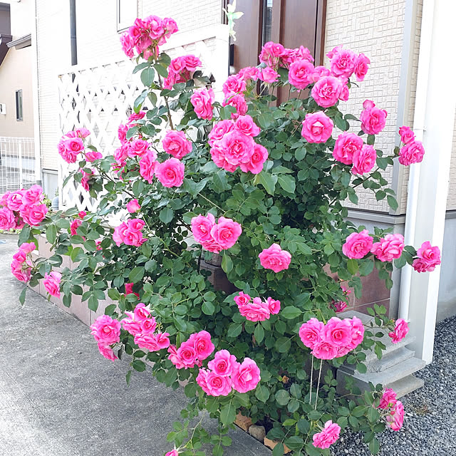 Bienvenueさんの実例写真