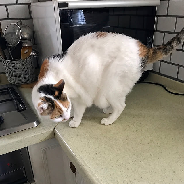 petitlapineさんの実例写真