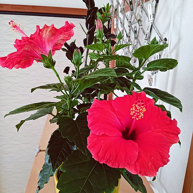 hanachanさんの実例写真