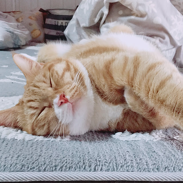 CATさんの実例写真