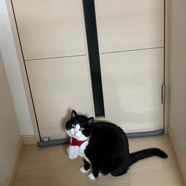 koromaroさんの実例写真