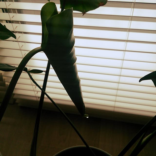macoさんの実例写真