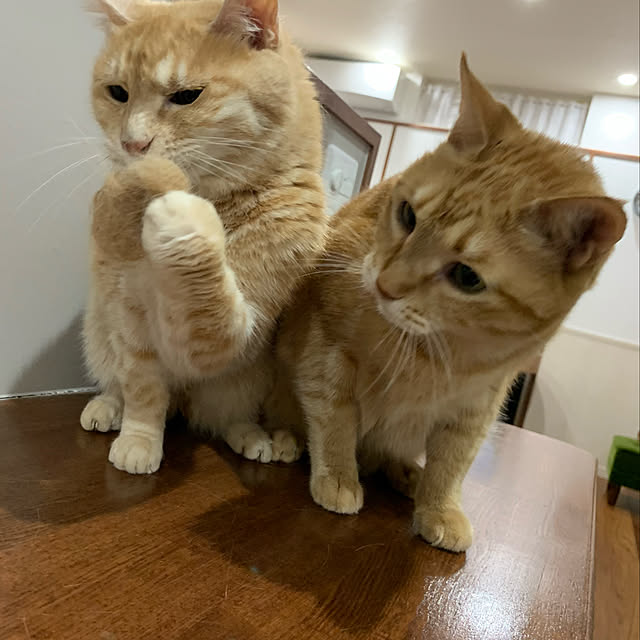 mikeume7さんの実例写真