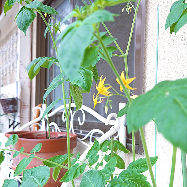 miho.okuさんの実例写真
