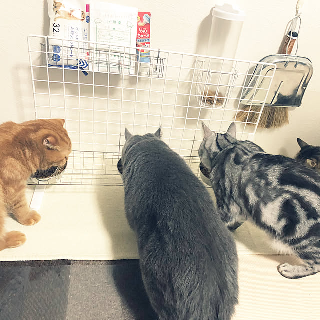 NEKOARUKIさんの実例写真