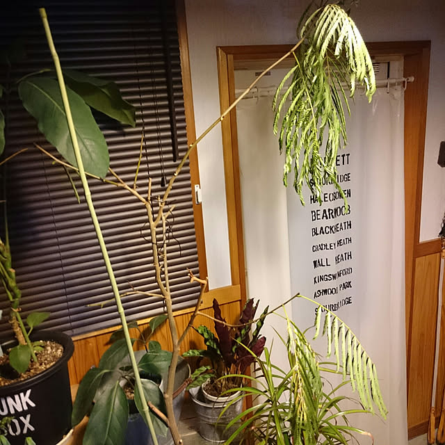 tikuwaさんの実例写真