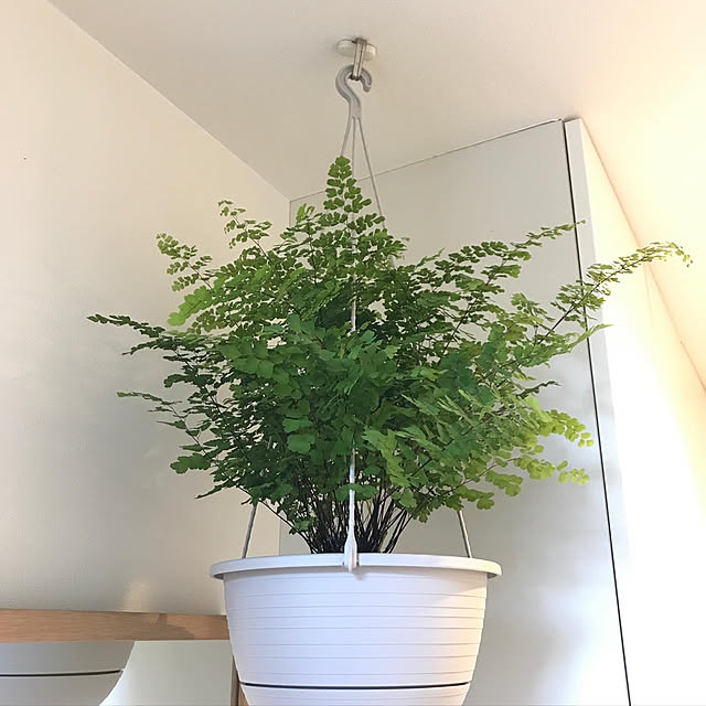 観葉植物/ナチュラル/ホワイトインテリア/玄関/入り口のインテリア実例 - 2022-04-13 04:10:49