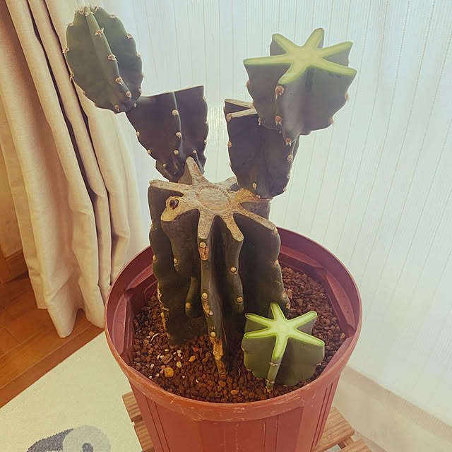 erkさんの実例写真
