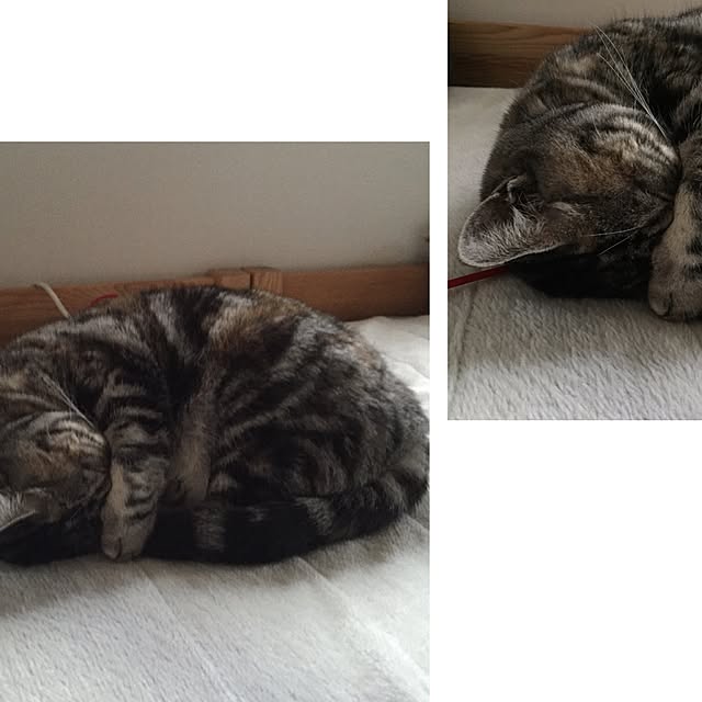 haruさんの実例写真