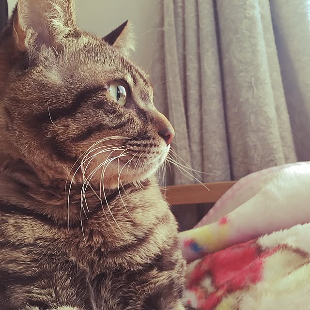 megkeiさんの実例写真