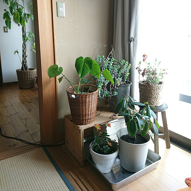 akooさんの実例写真