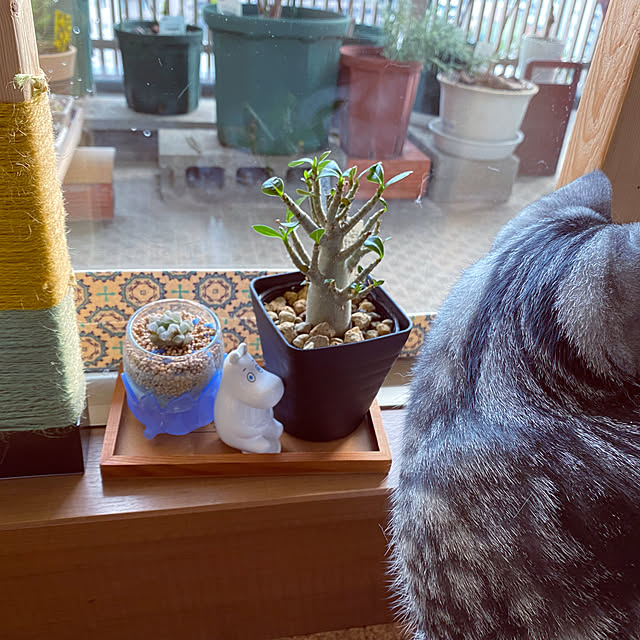 yuzuaoさんの実例写真