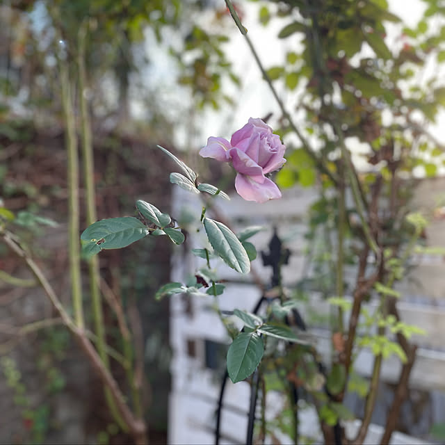 wisteriaさんの実例写真