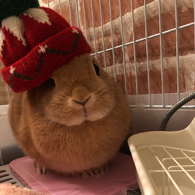 pikarunさんの実例写真