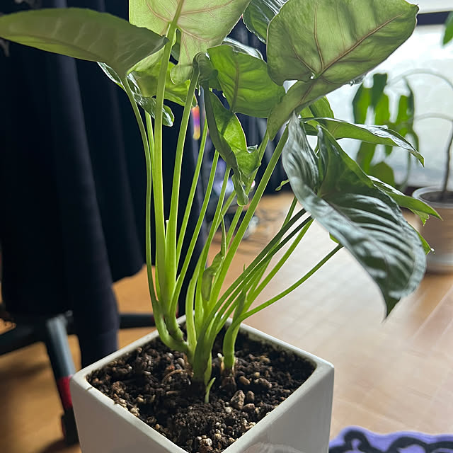 ramu29さんの部屋
