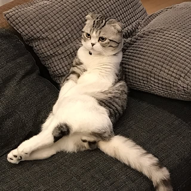 Dahliaさんの実例写真