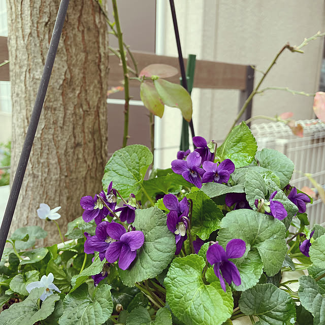 nahonさんの部屋