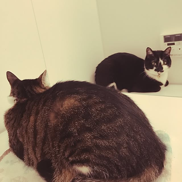 miruさんの実例写真