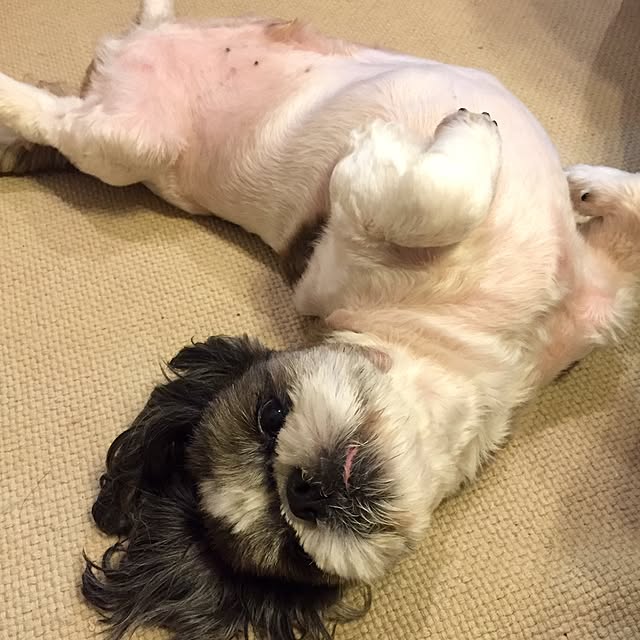 butachanさんの実例写真