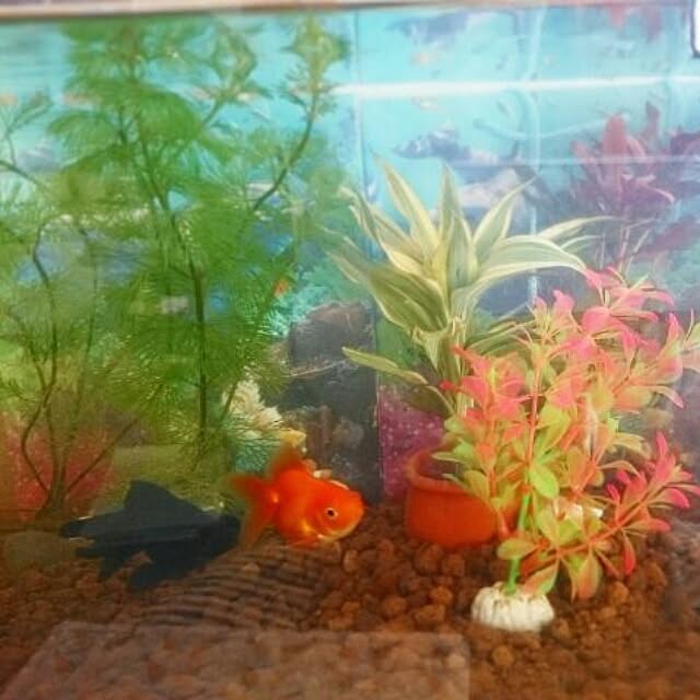 aikoさんの実例写真