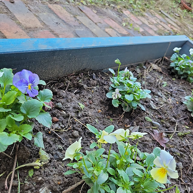 tulipさんの実例写真