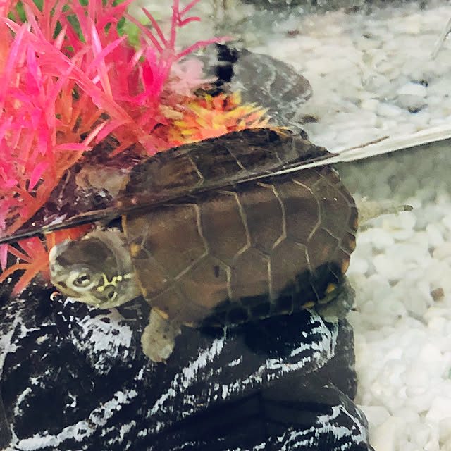 Liaさんの実例写真